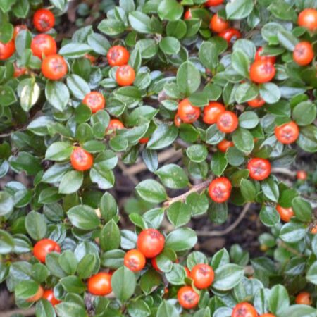 Cotoneaster Radicans 'Eichholz'