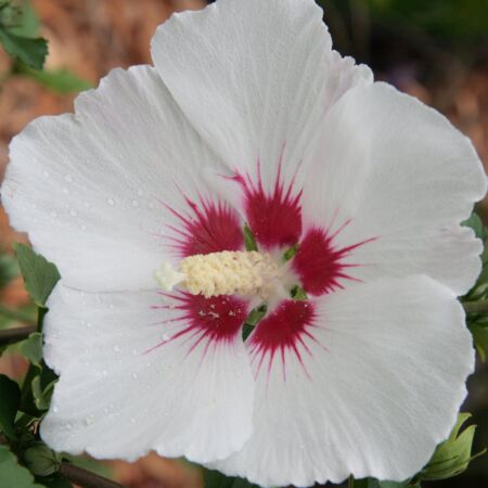 Hibiscus Syriacus 'Red Heart'