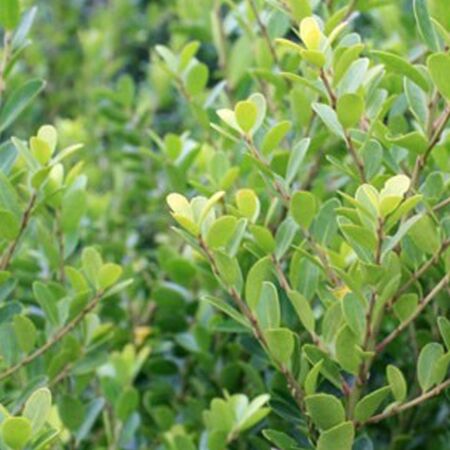 Ilex Crenata 'Green Hedge'
