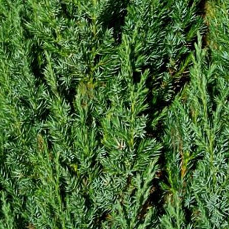 Juniperus Communis 'Hibernica'