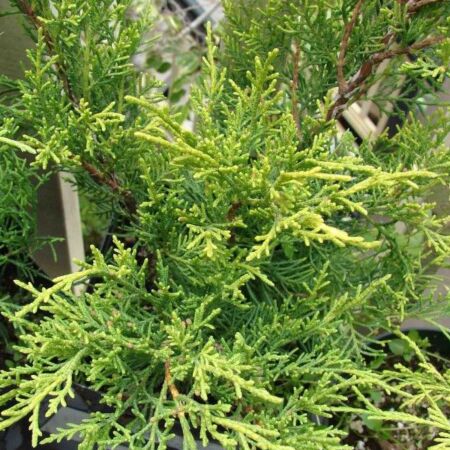 Juniperus Pfitzeriana 'Old Gold'