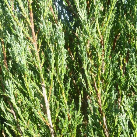 Juniperus Scoparius 'Skyrocket'