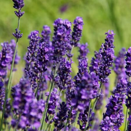 Lavendel Hidcote Blue