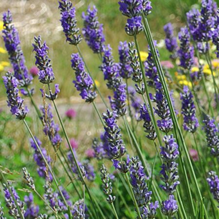 Provence Lavendel Grosso