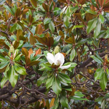 Immergrüne Magnolie á Italia