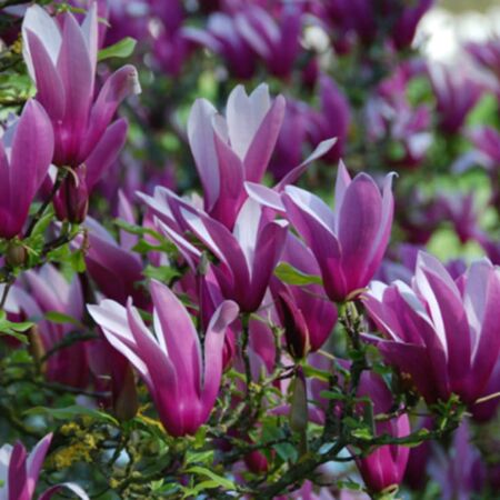 Magnolia à fleurs de lis 'Nigra'
