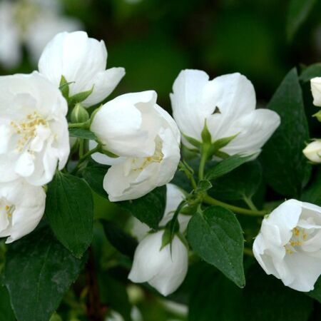 Seringat de Perse 'Bouquet Blanc'