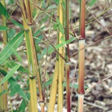 Golden gefurchter Bambus