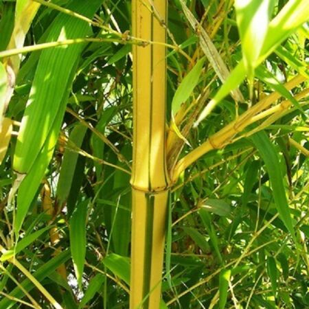 Bambus vivax aureocaulis