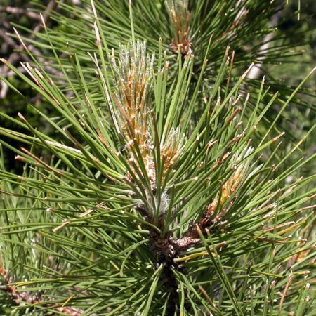 Pinus Nigra 'Nigra'