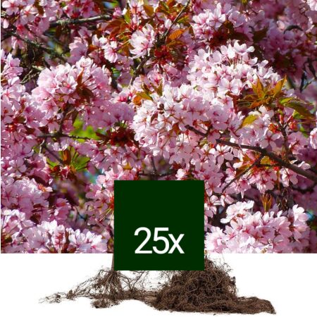 25 x Cerisier à fleurs, Prunier myrobolan -  - Racine Nue