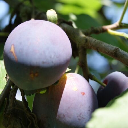 Prunus Domestica 'Reine Claude D'Althan'