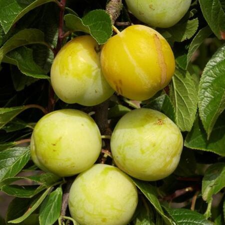 Prunus Domestica 'Reine Claude D'Oullins'