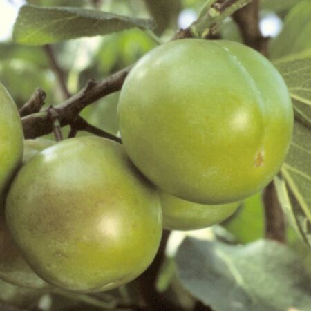 Prunus Domestica 'Reine Claude Verte'