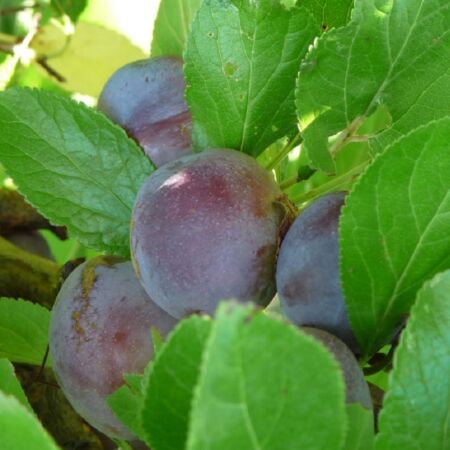 Prunus Domestica 'Bleue De Belgique'