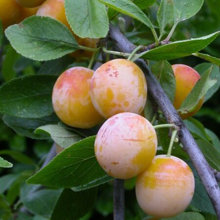 Prunus Domestica 'Mirabelle De Nancy'