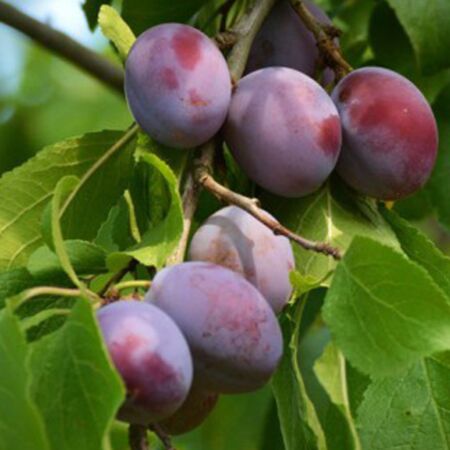 Prunus Domestica 'Wignon'