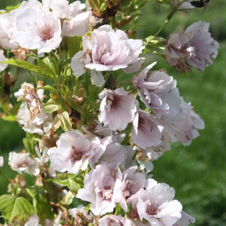 Cerisier du Japon 'Amanogawa'