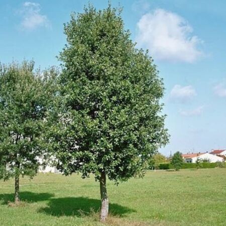 Quercus Ilex