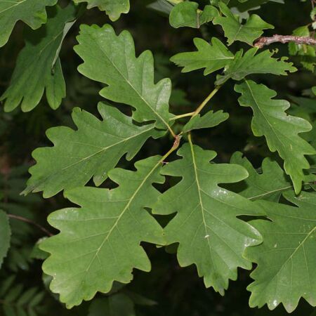 Quercus Petraea
