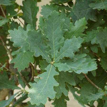 Quercus Robur 'Fastigiata'