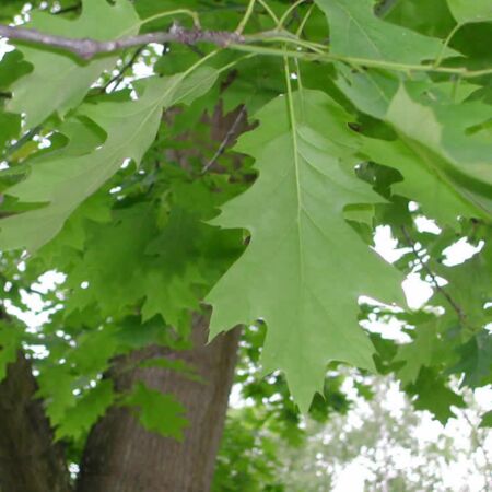 Quercus Rubra