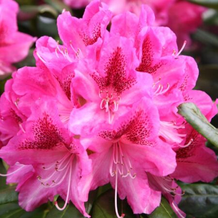 Rhododendron 'Cosmopolitan'