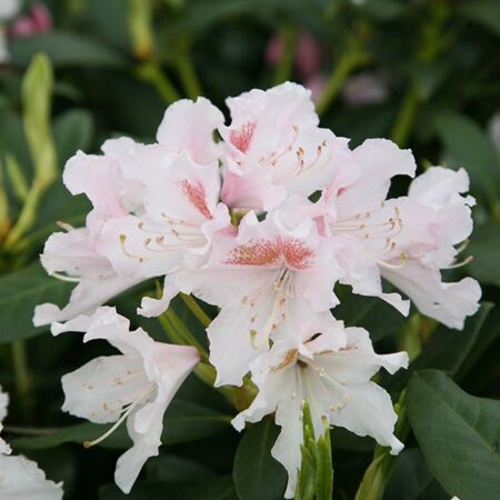 Rhododendron 'Cunningham blanc'