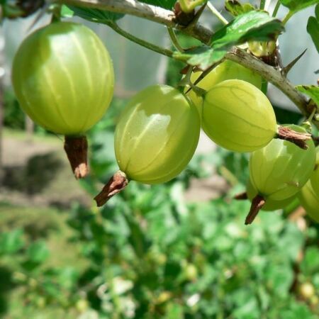 Ribes Uva-Crispa 'Hinnonmaki Grun'