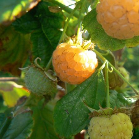 Rubus Idaeus 'Fallgold'
