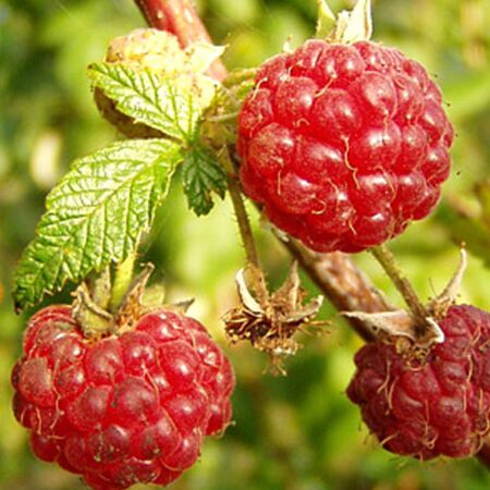 Rubus Idaeus 'Malling Promise'