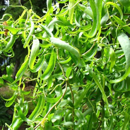 Salix Babylonica 'Tortuosa'