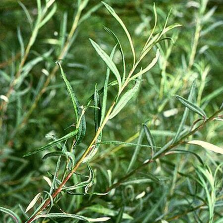 Salix Elaeagnos 'Angustifolia'