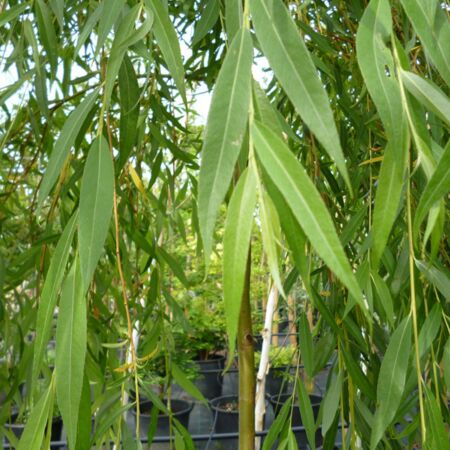 Salix Sepulcralis 'Chrysocoma'