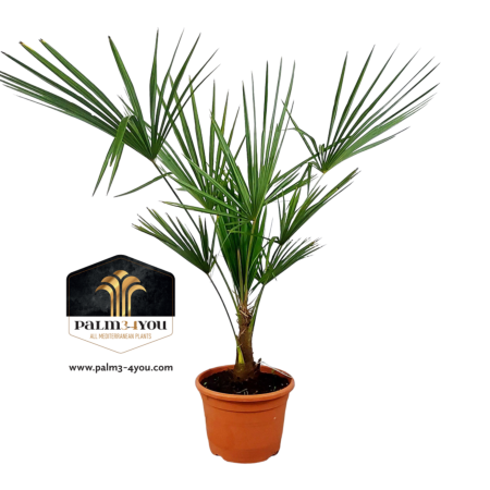 Palmier 80-100cm - Hauteur du tronc 20-30