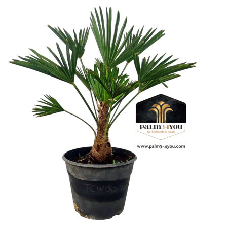 Palm 60-70cm - Stamomtrek 20-25 - Stamhoogte 15-20