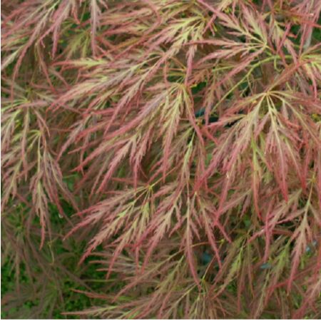 Acer Palmatum 'Ornatum'