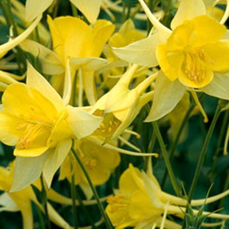 Aquilegia Chrysantha 'Yellow Queen'