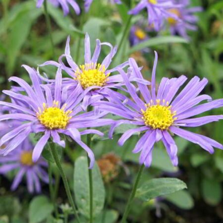 Aster 'Blue King'