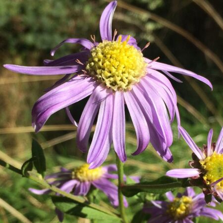 Aster 'Sonora'