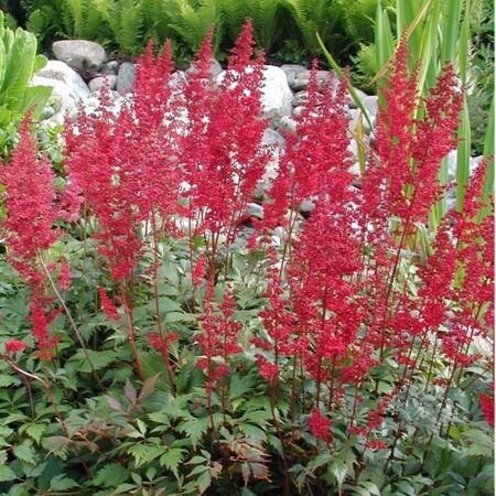 Astilbe d'Arends 'Fanal'