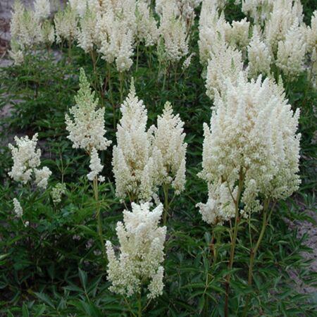 Astilbe d'Arends 'Weisse Gloria'
