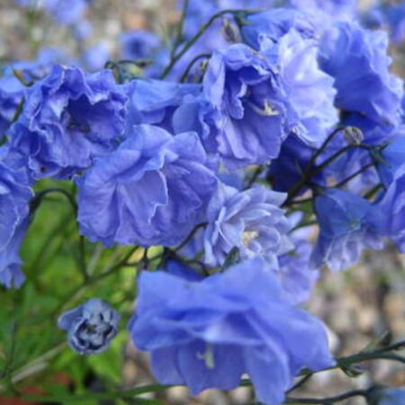Campanula Coclearifolia 'Blue'