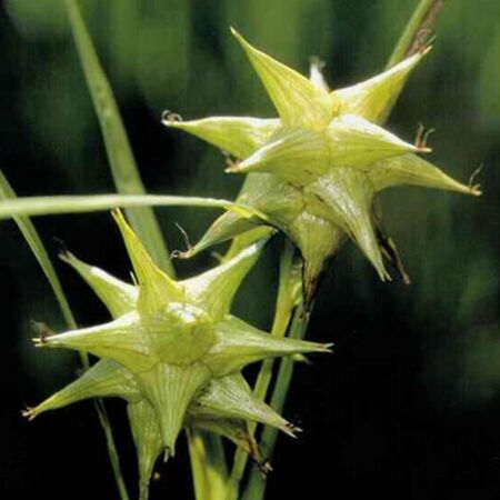 Carex Grayi