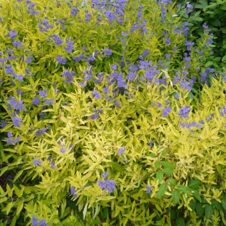 Caryopteris clandonensis 'Worcester Gold'