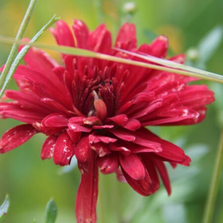 Chrysanthemum 'Duchess Of Edinburgh'