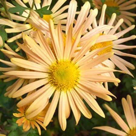Marguerite d'automne 'Mary Stoker'
