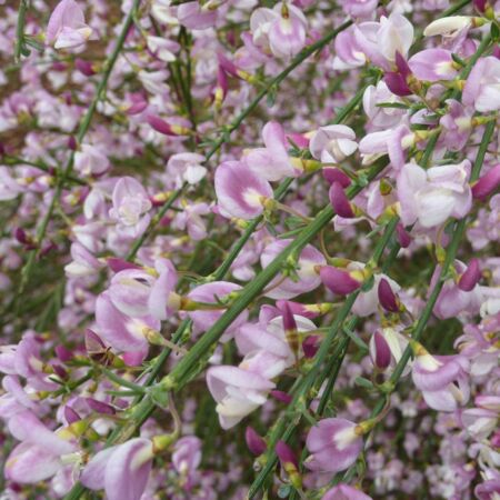 Cytisus 'Moyclare Pink'
