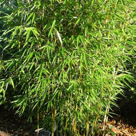 Bambou robusta