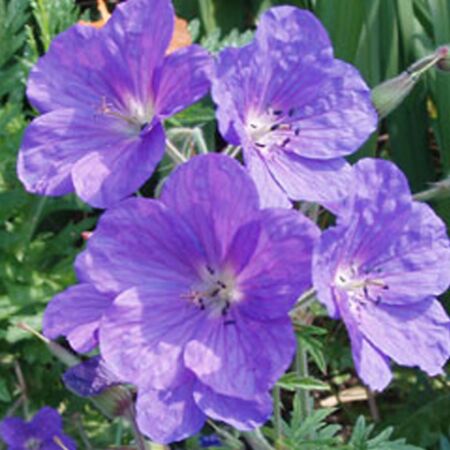 Géranium vivace 'Kashmir Purple'